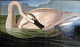 John James Audubon Famous Paintings - Swan predator